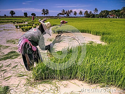 Paddy Transplantation in Kedah, Malaysia Editorial Stock Photo